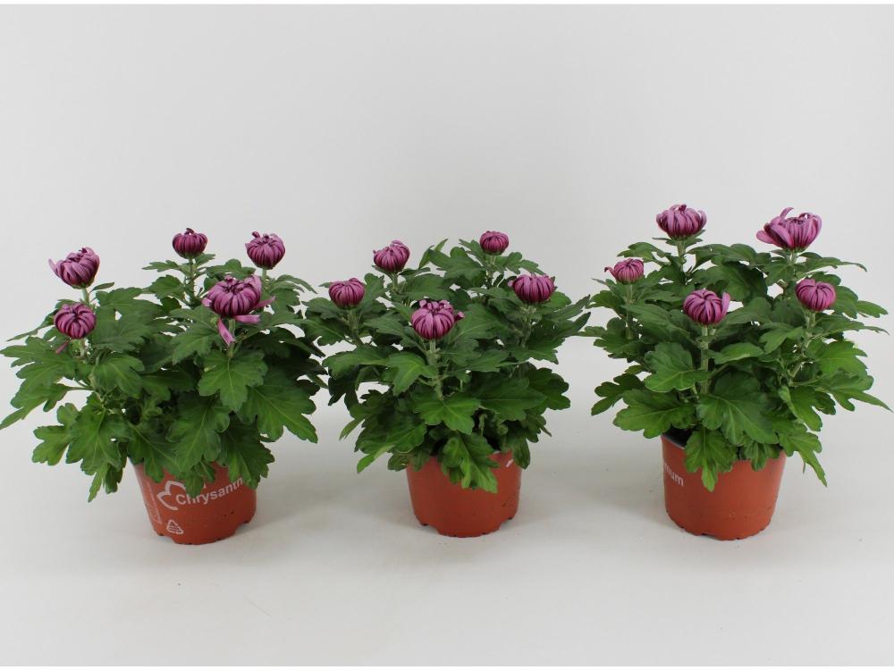 Chrysanthemum