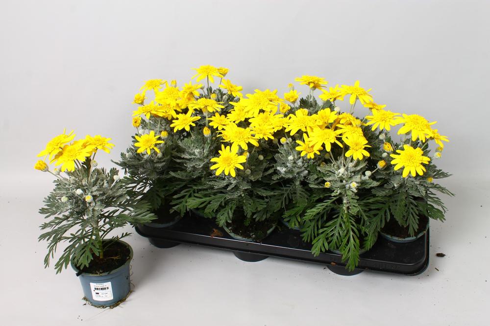 Euryops