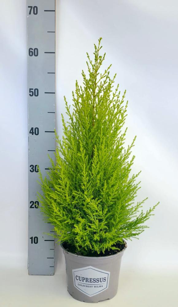 Cupressus