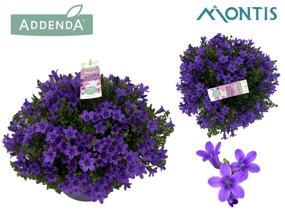 Campanula