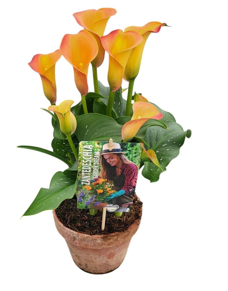 Zantedeschia