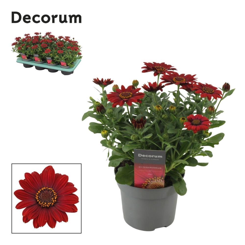 Osteospermum