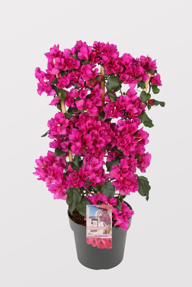 Bougainvillea