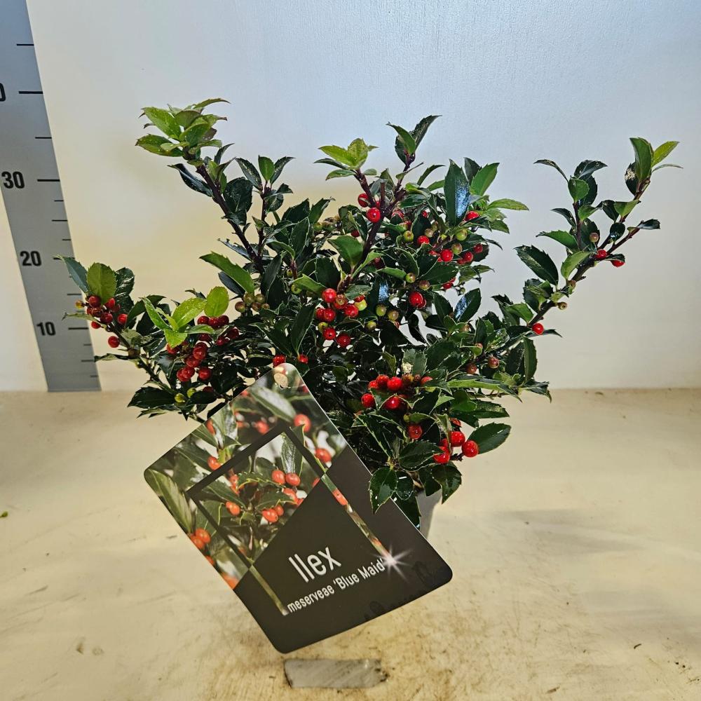 Ilex
