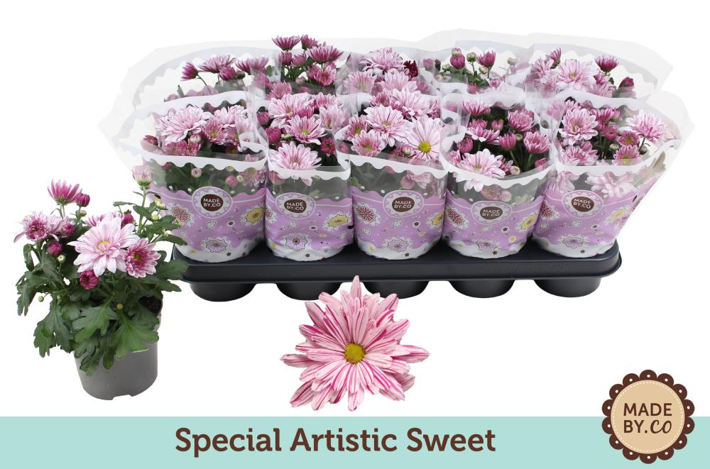 Chrysanthemum
