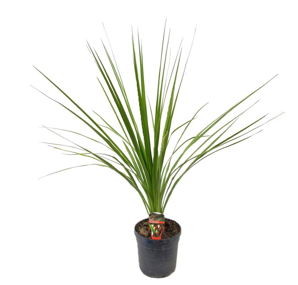 Cordyline indivisa