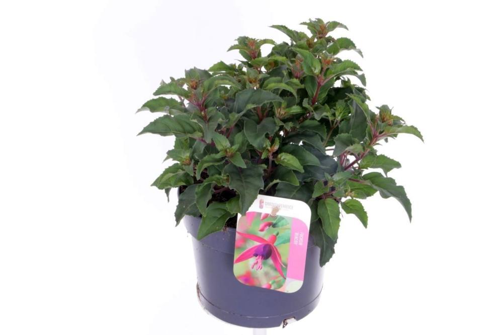 Fuchsia