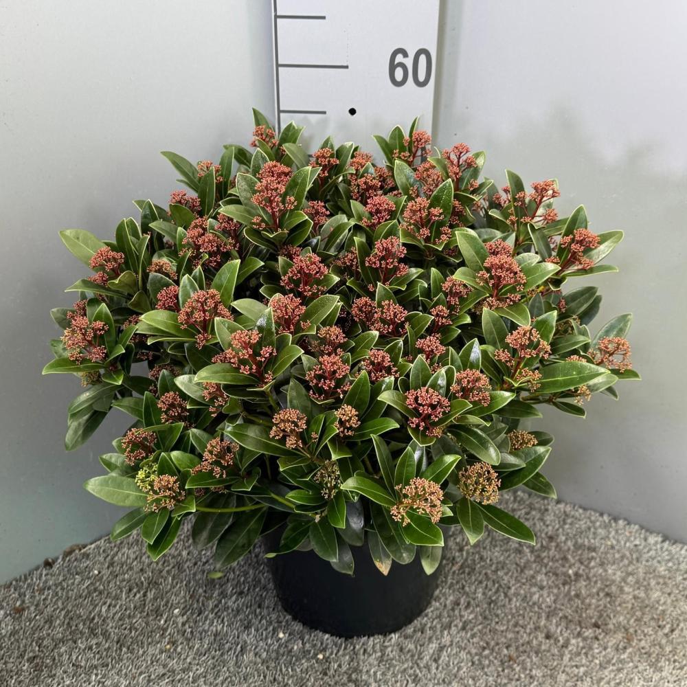 Skimmia