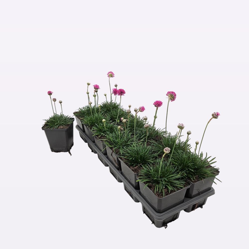 Armeria