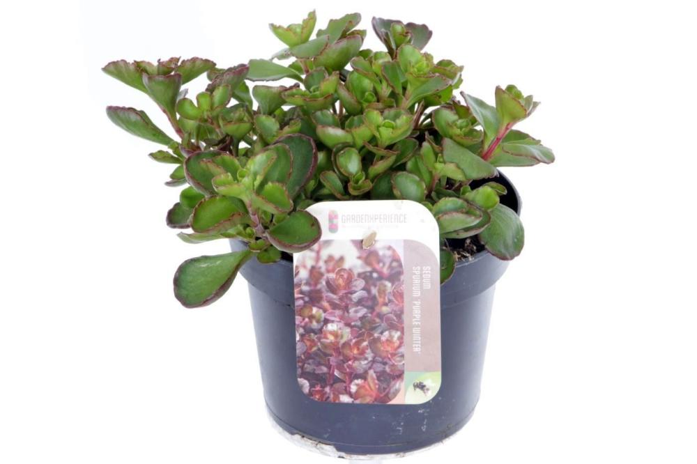 sedum