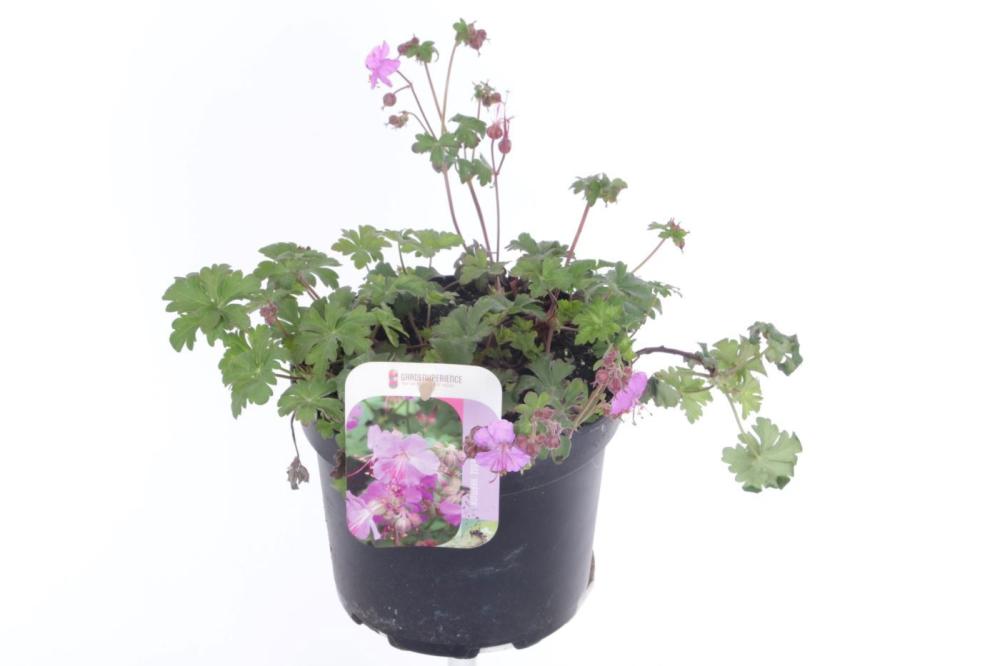 geranium vivace