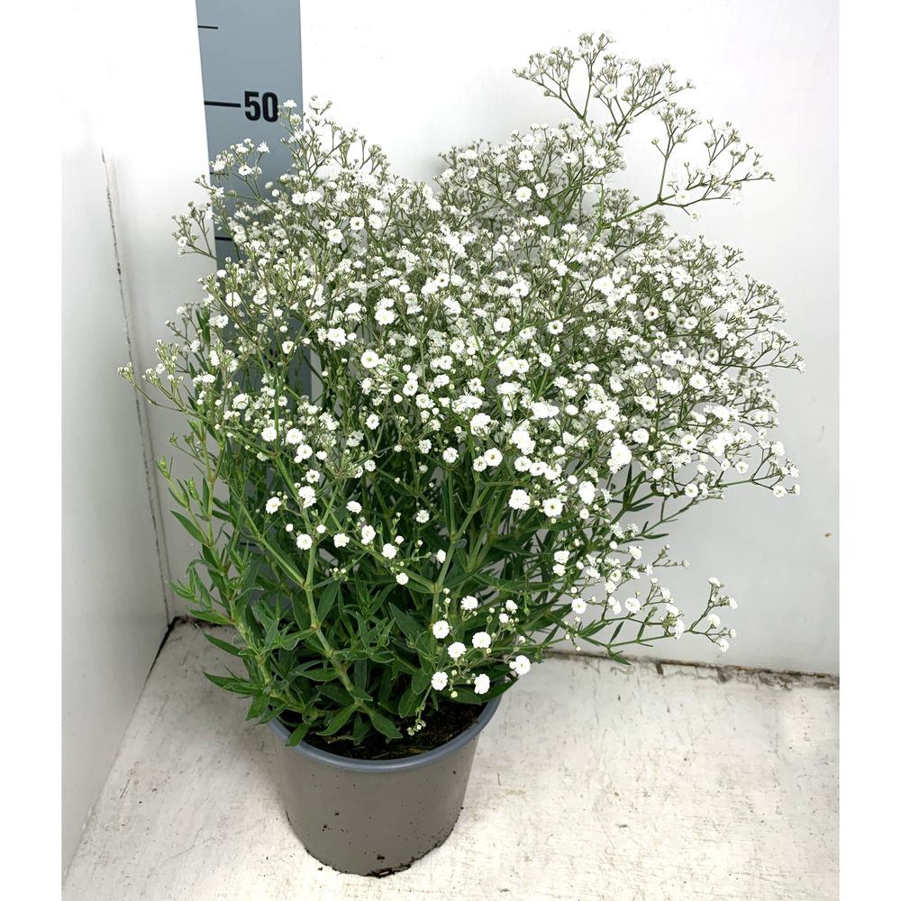 Gypsophila paniculata summer sparkles