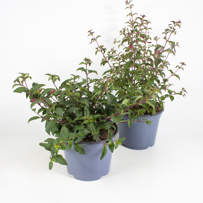 Fuchsia magellanica