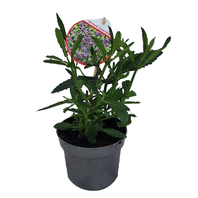 Verbena bonariensis