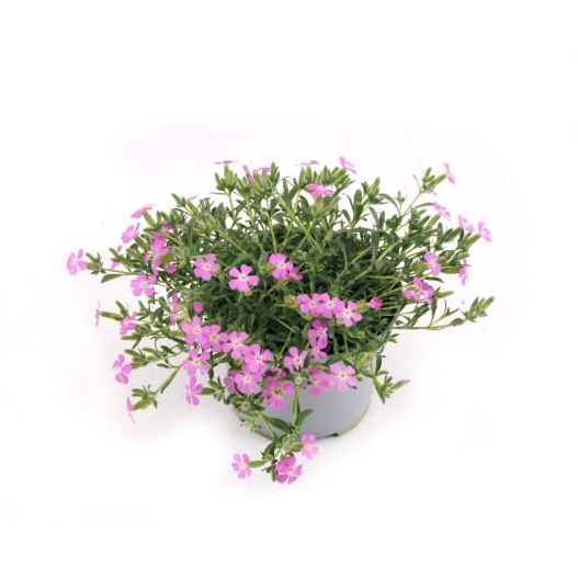 Saponaria olivana bressingham pink