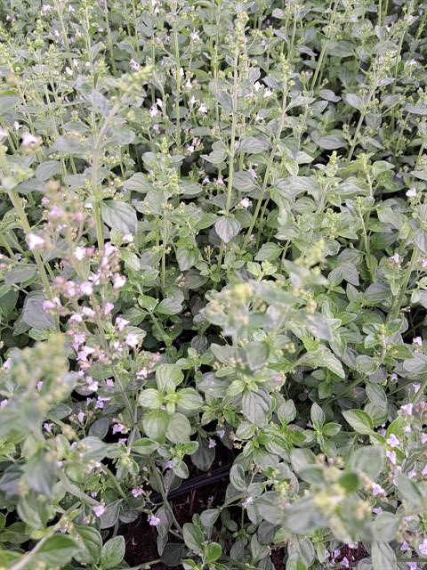 Calamintha