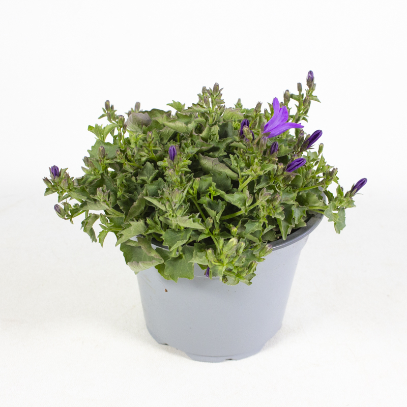Campanula portenschlagiana