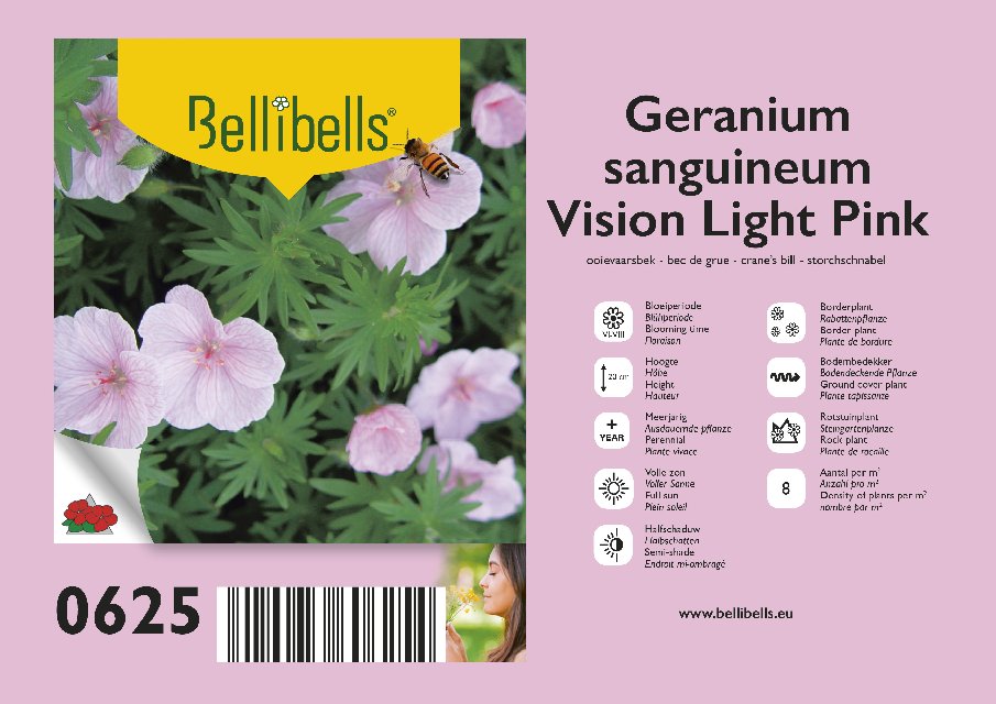 geranium vivace