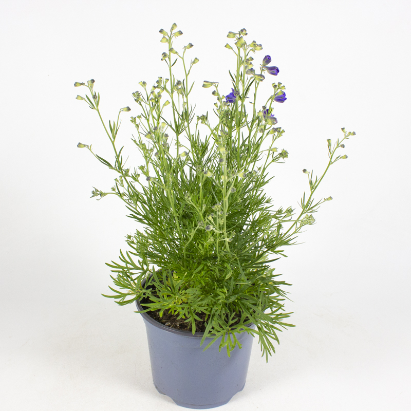 Delphinium grandiflorum
