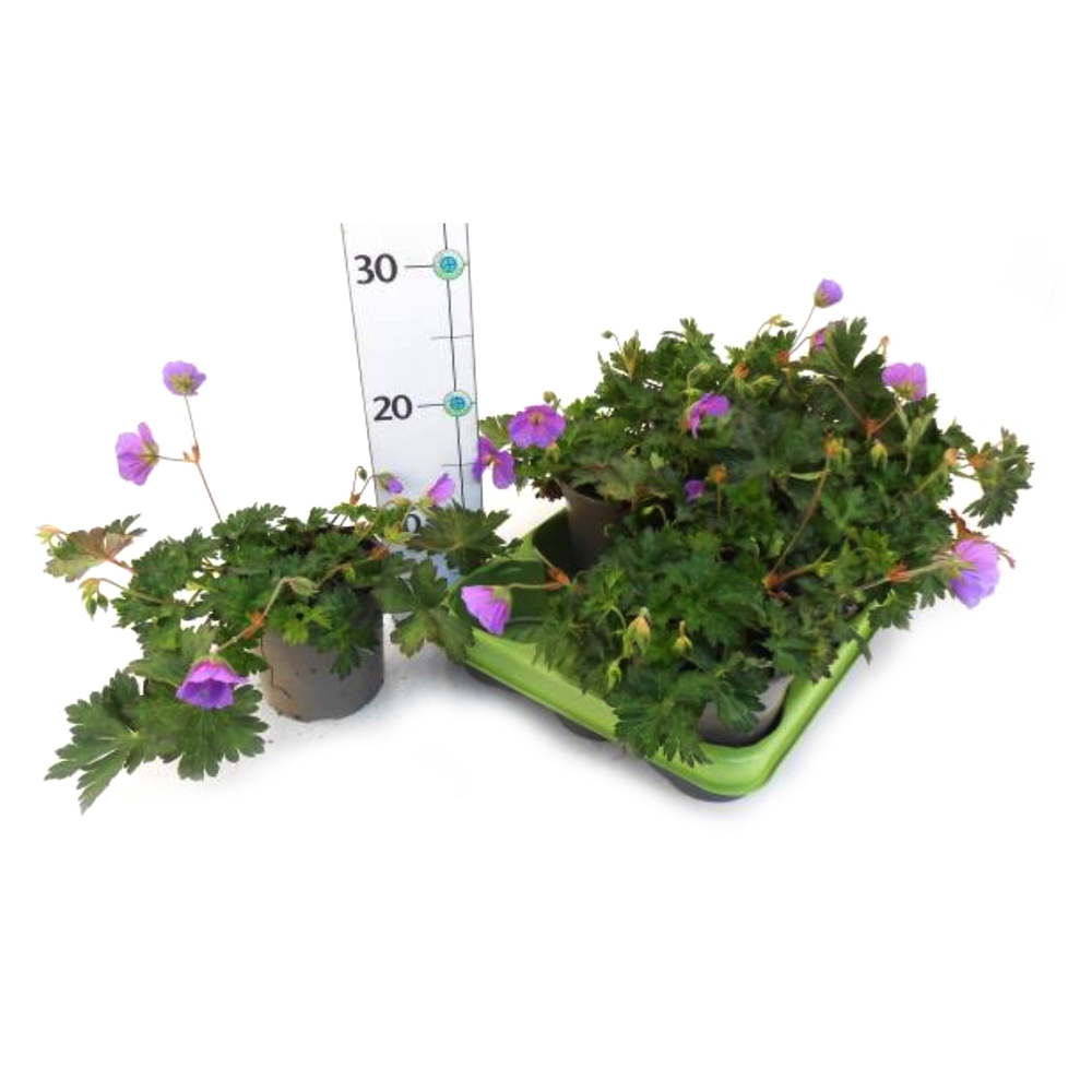 Geranium wallichianum rozanne