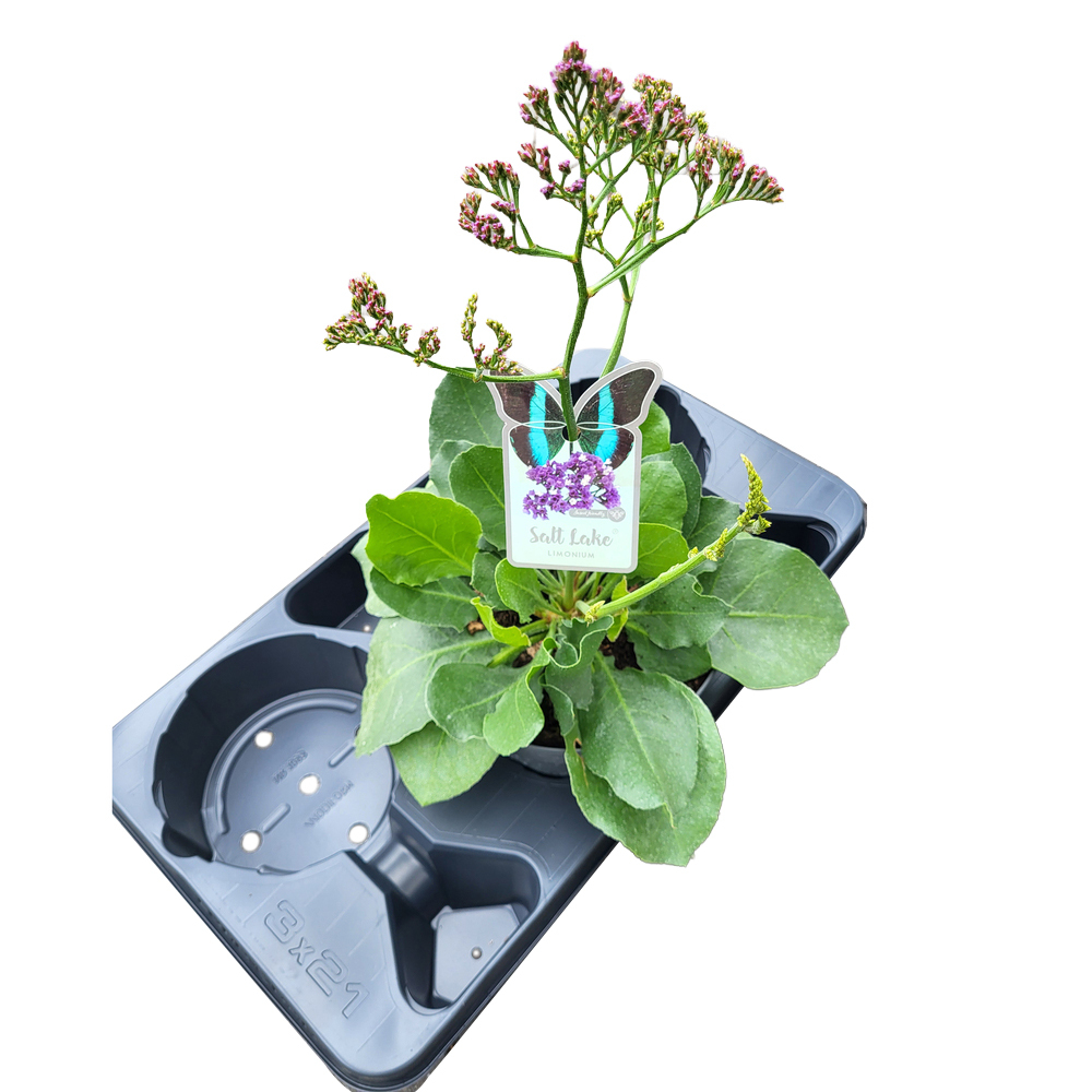 Limonium sinuatum salt lake