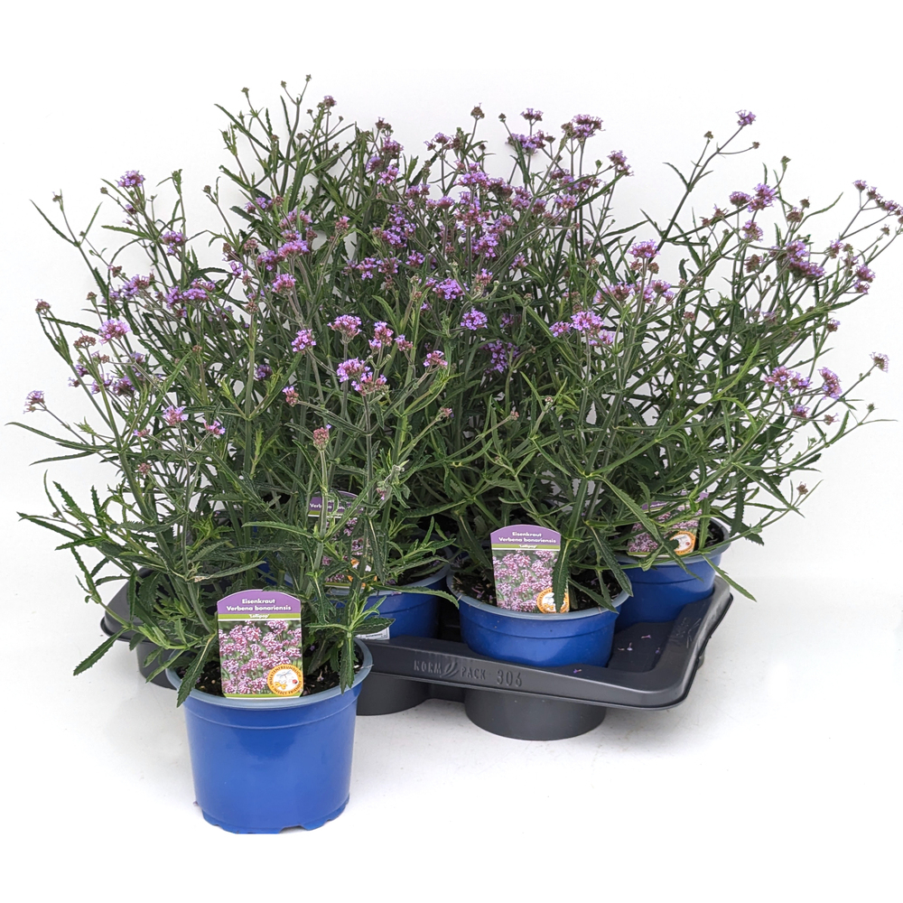 Verbena bonariensis lollipop