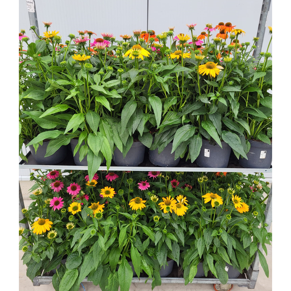Echinacea purpurea