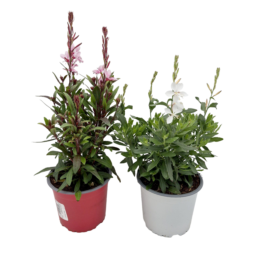 Gaura lindheimeri steffi