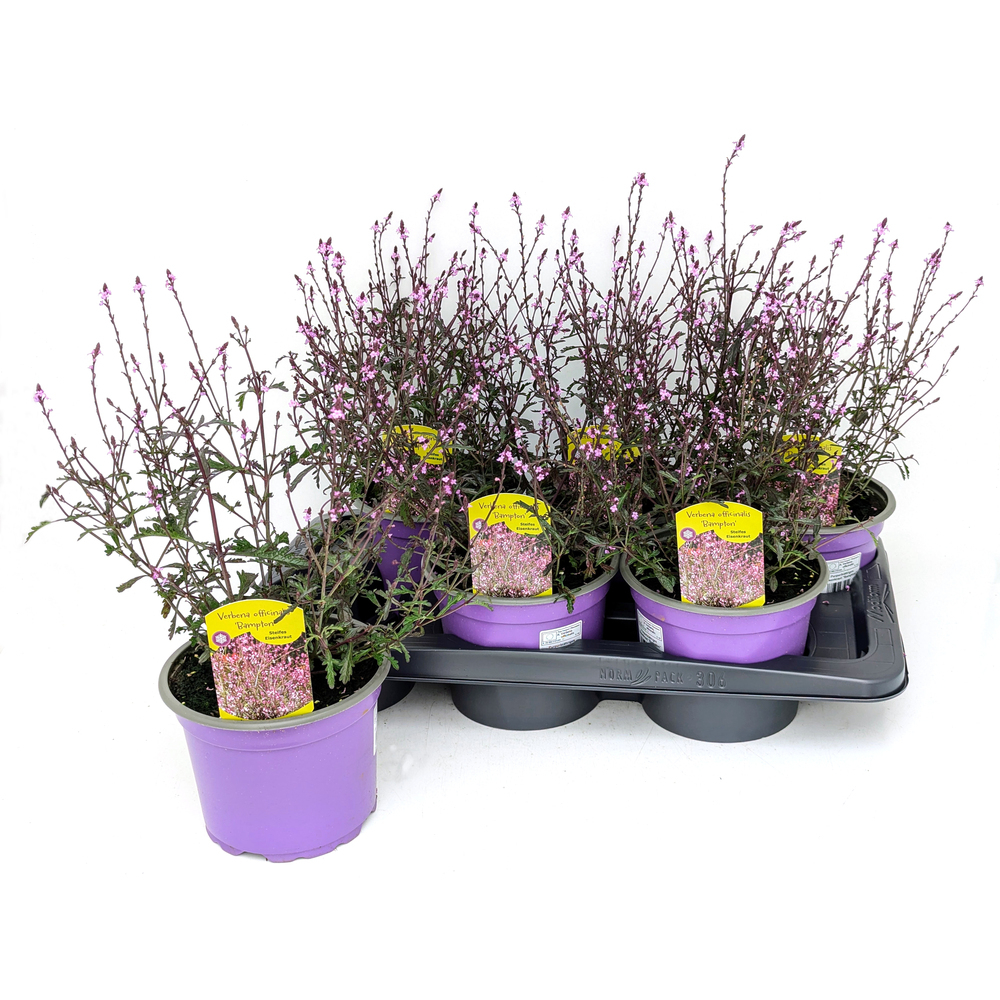 Verbena officinalis bampton