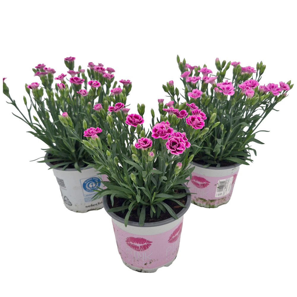dianthus caryophyllus pink kisses