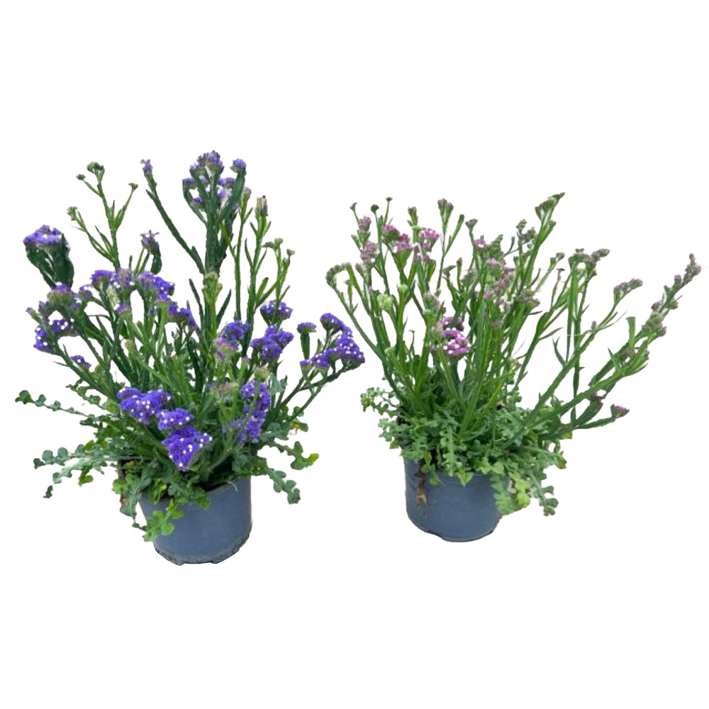 Limonium
