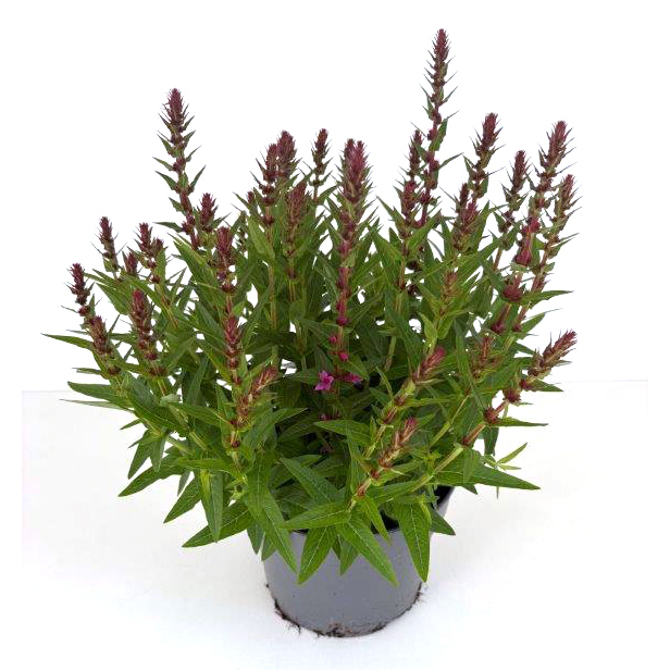 Lythrum salicaria