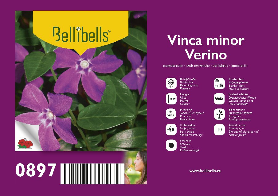Vinca