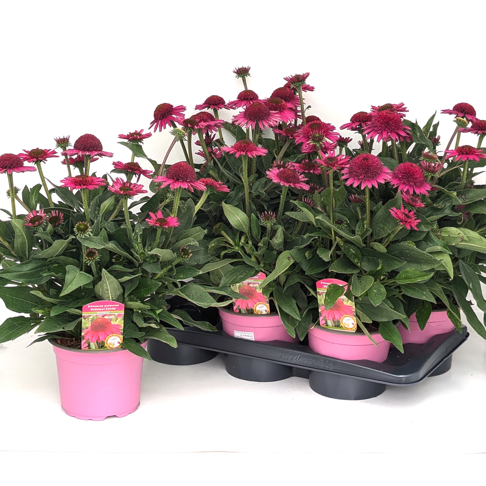 Echinacea purpurea delicious candy