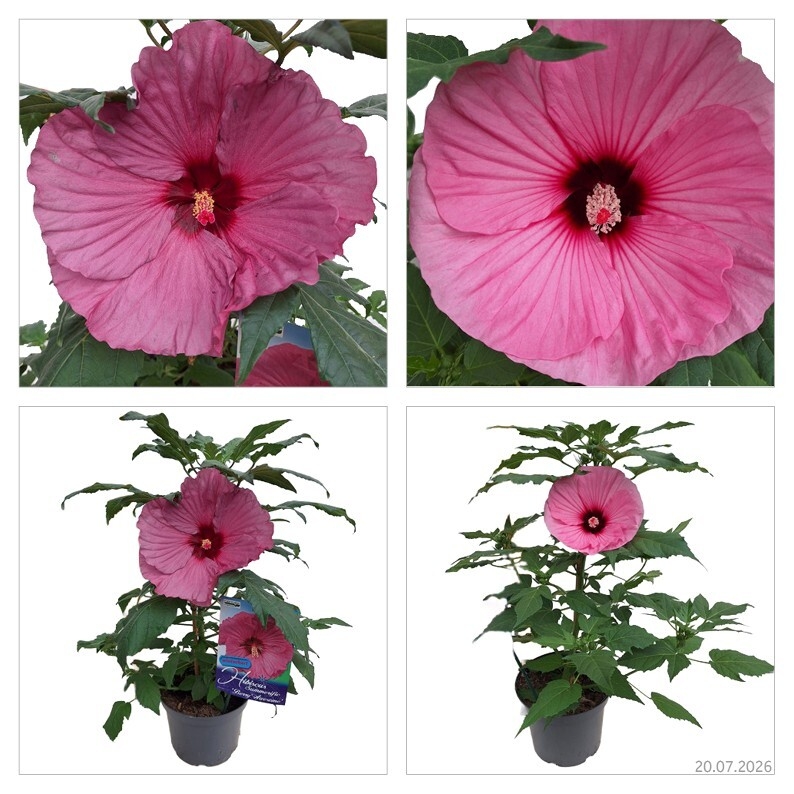 Hibiscus moscheutos summerific