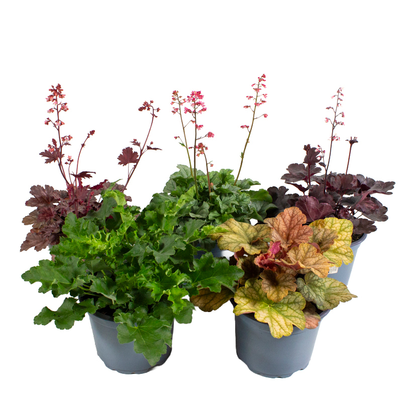 heuchera meristem