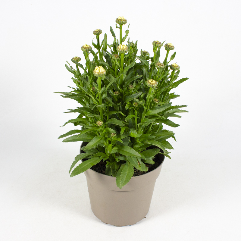 Leucanthemum maximum