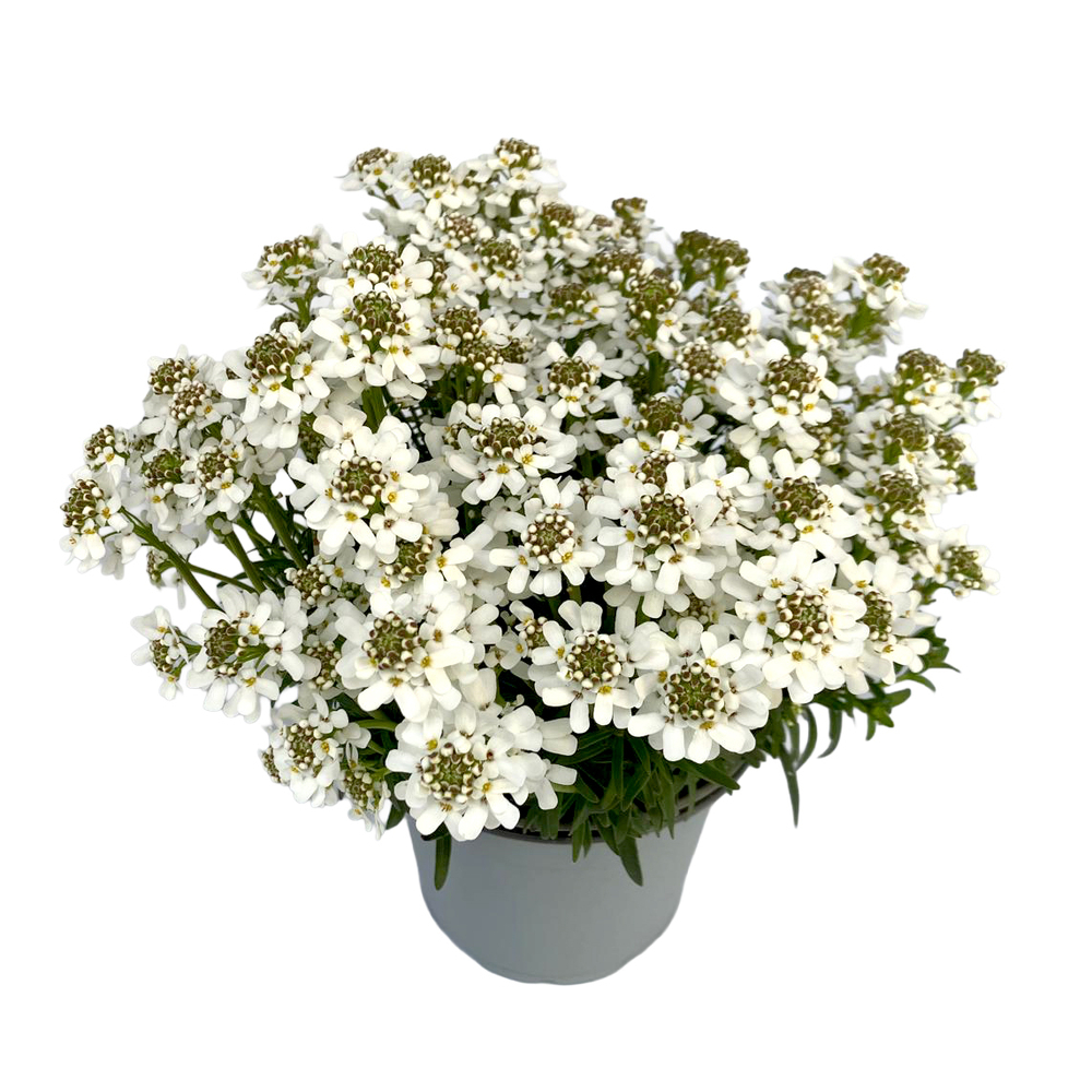 Iberis sempervirens fischbeck