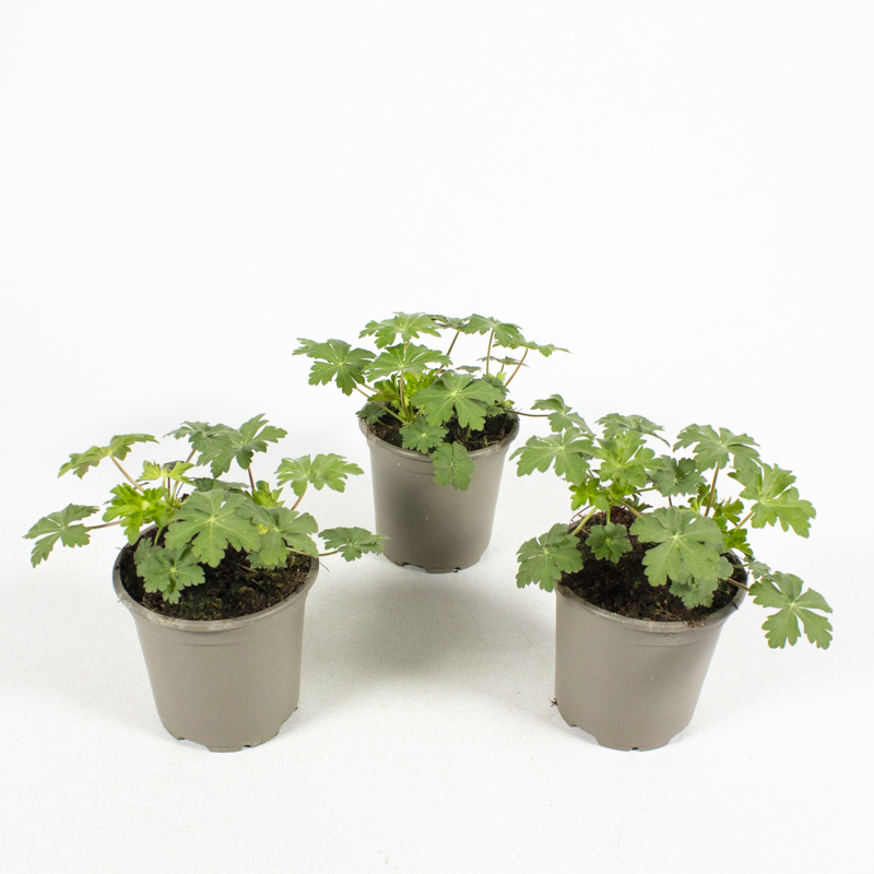 Geranium cantabrigiense karmina