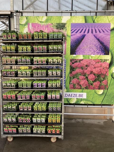 Plantes vivaces  p9