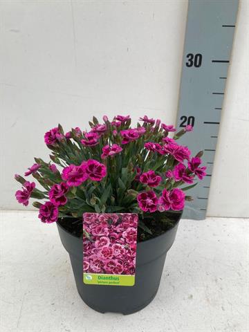 Dianthus