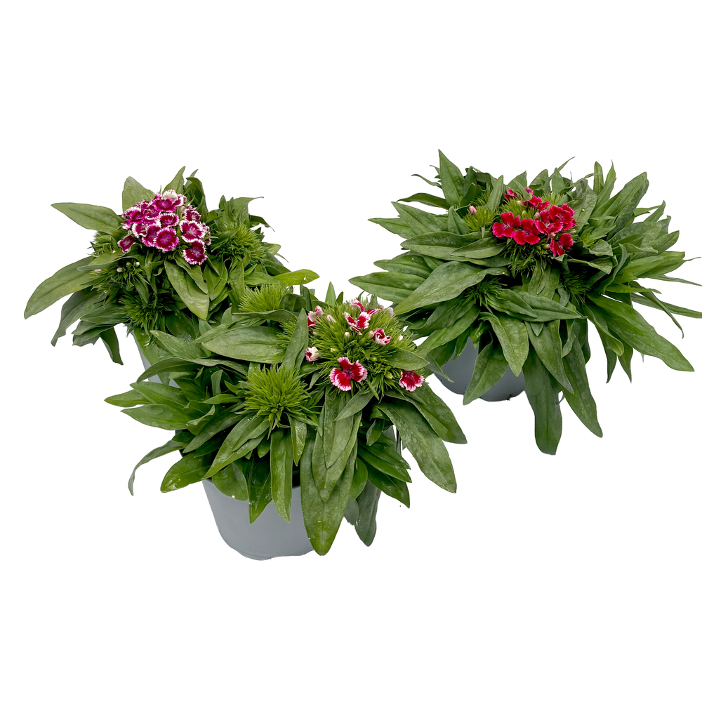 Dianthus barbarthus barbarini