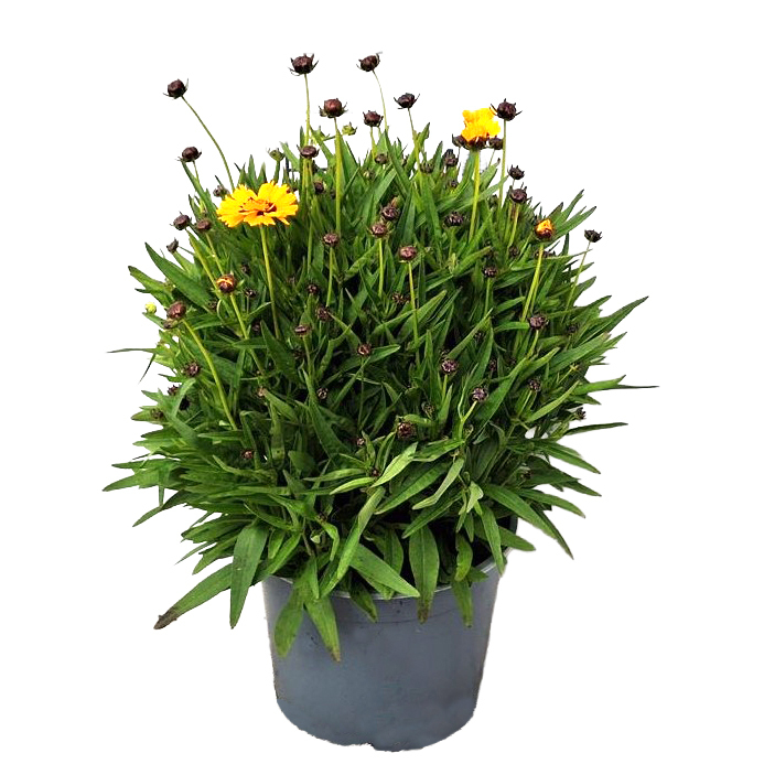 Coreopsis grandiflora