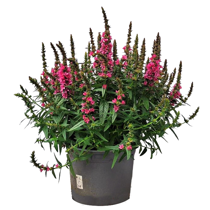 Lythrum salicaria