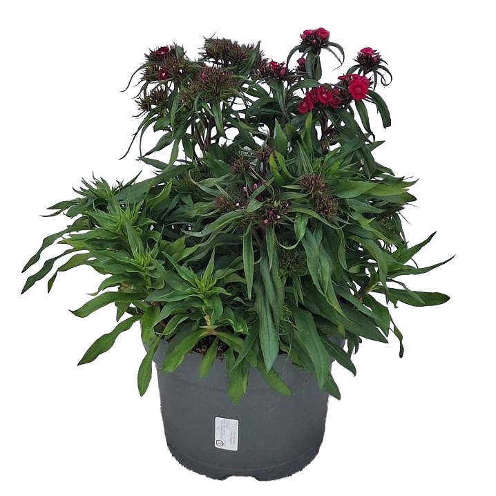 dianthus barbarthus