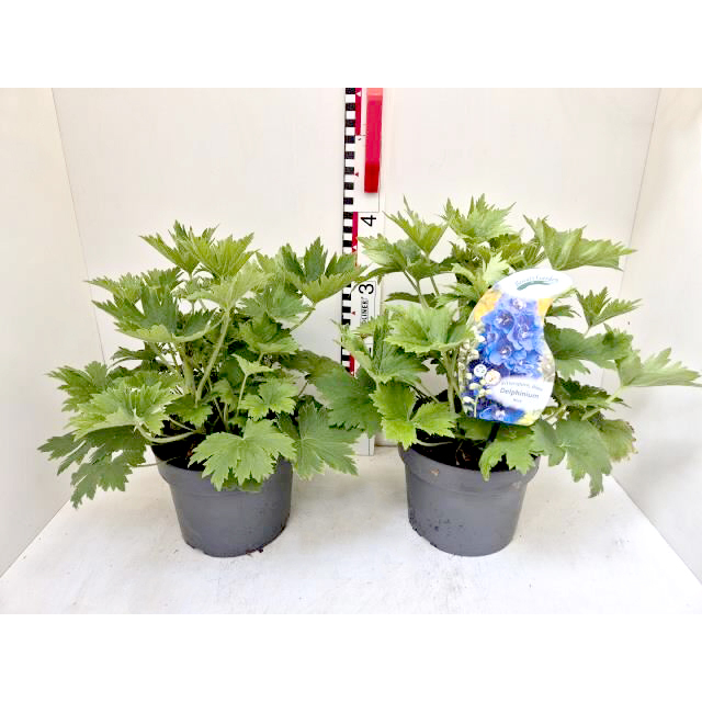 Delphinium hybriden
