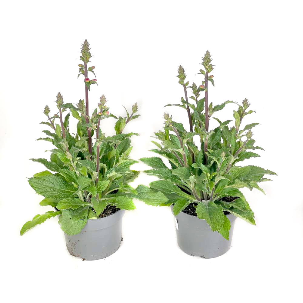 Digitalis pink panter