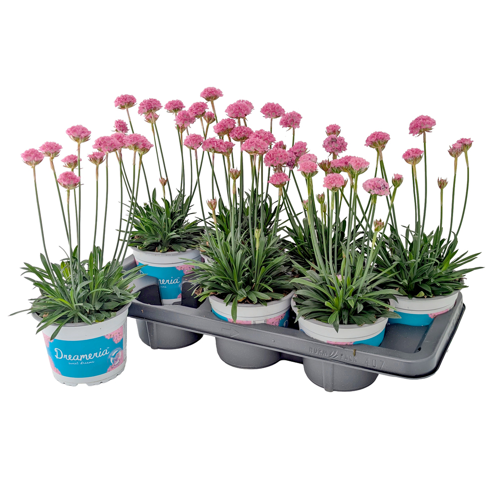 Armeria pseudarmeria dreameria daydream