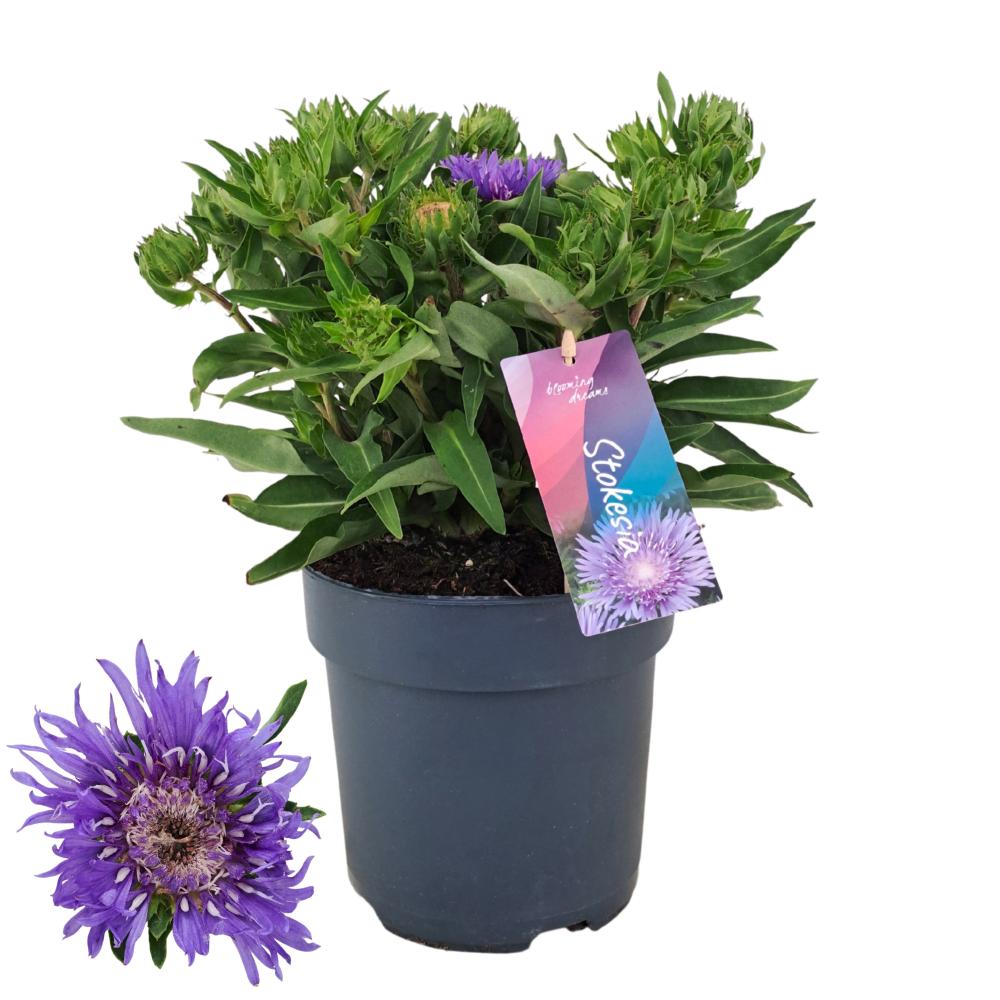 Stokesia