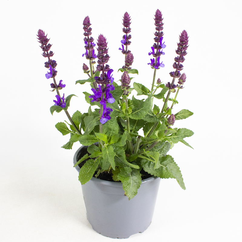 Salvia nemorosa marvel